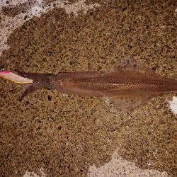 久々の複数釣果